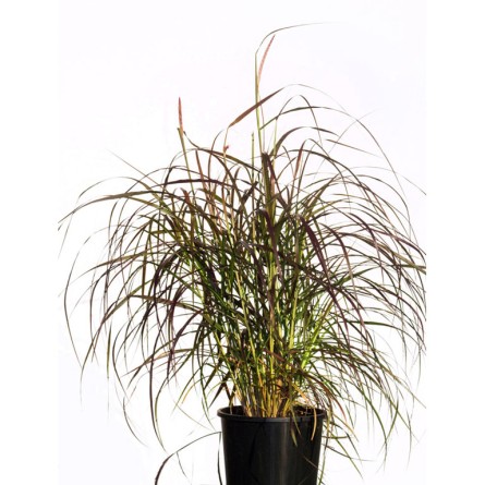 Pennisetum Setaceum  